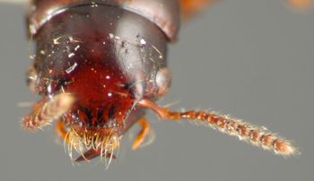 Media type: image;   Entomology 27497 Aspect: head dorsal view